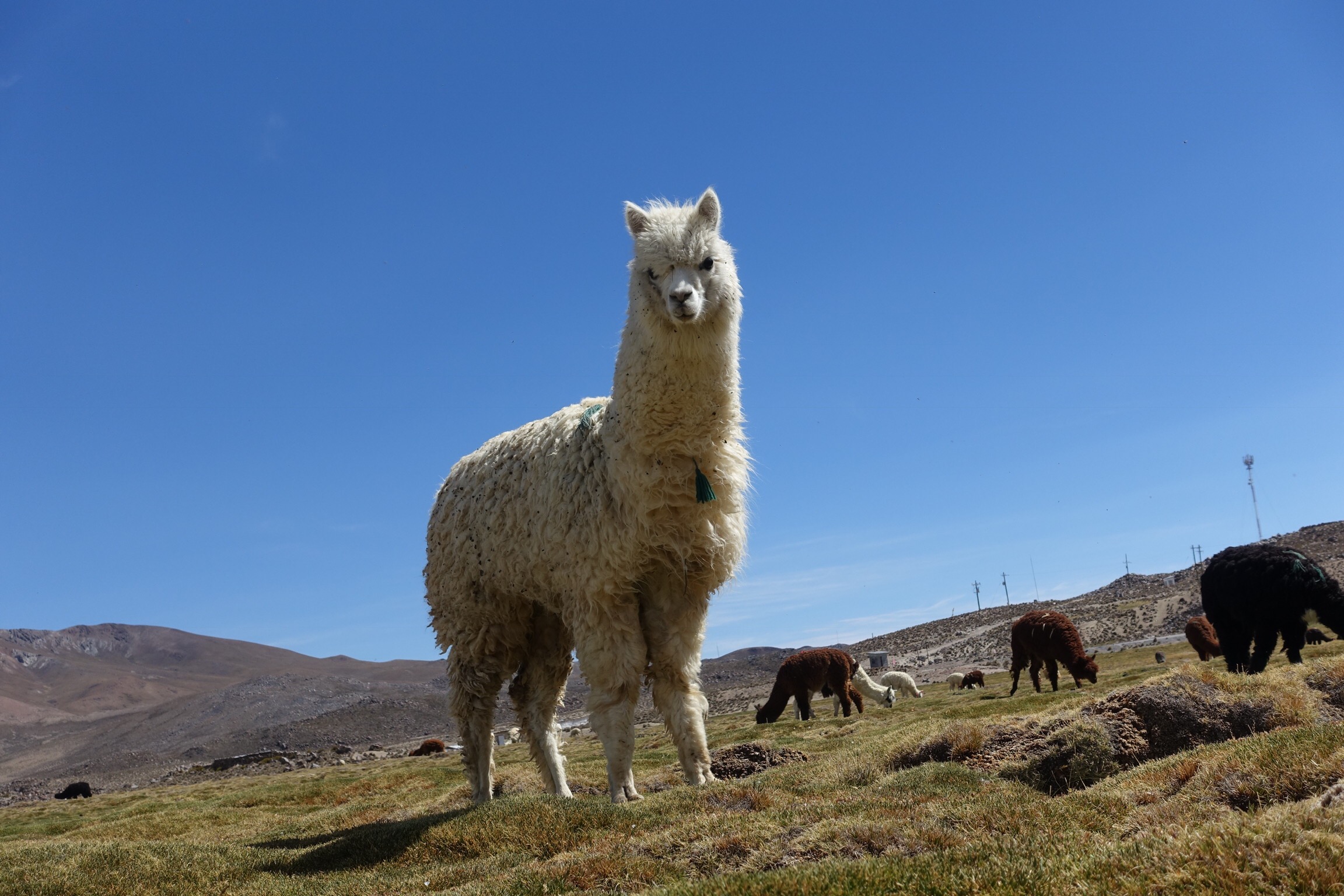 Lazy  day in Parinacota