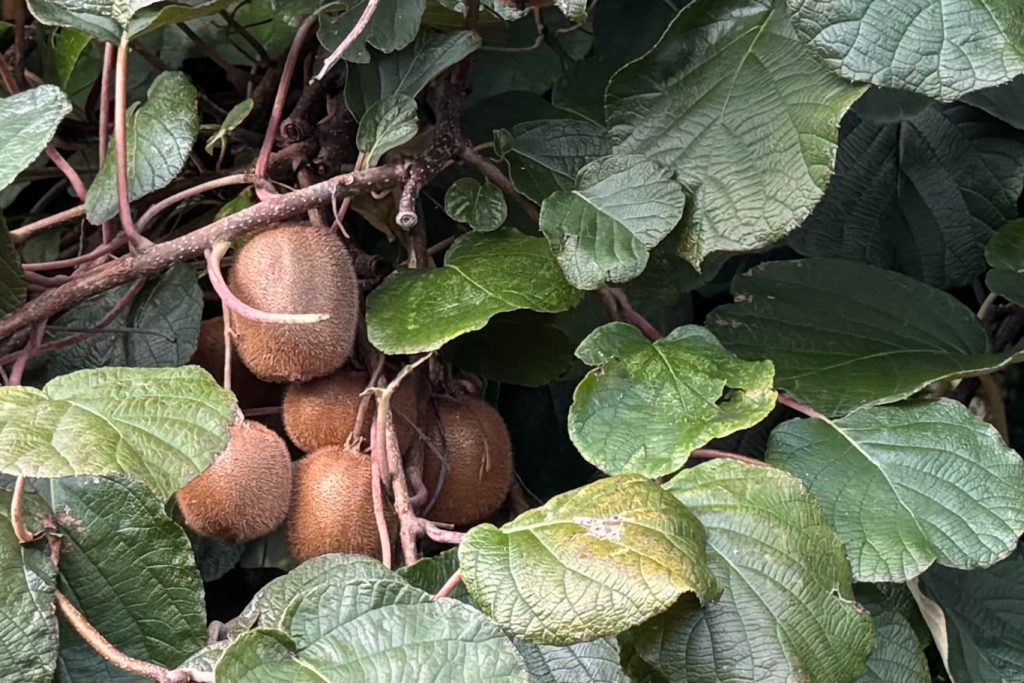 Kiwi
