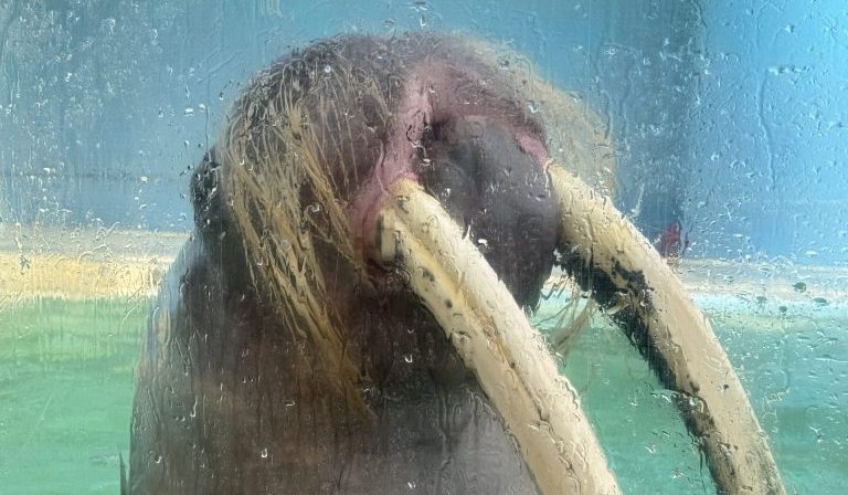 Auge in Auge mit dem Walross