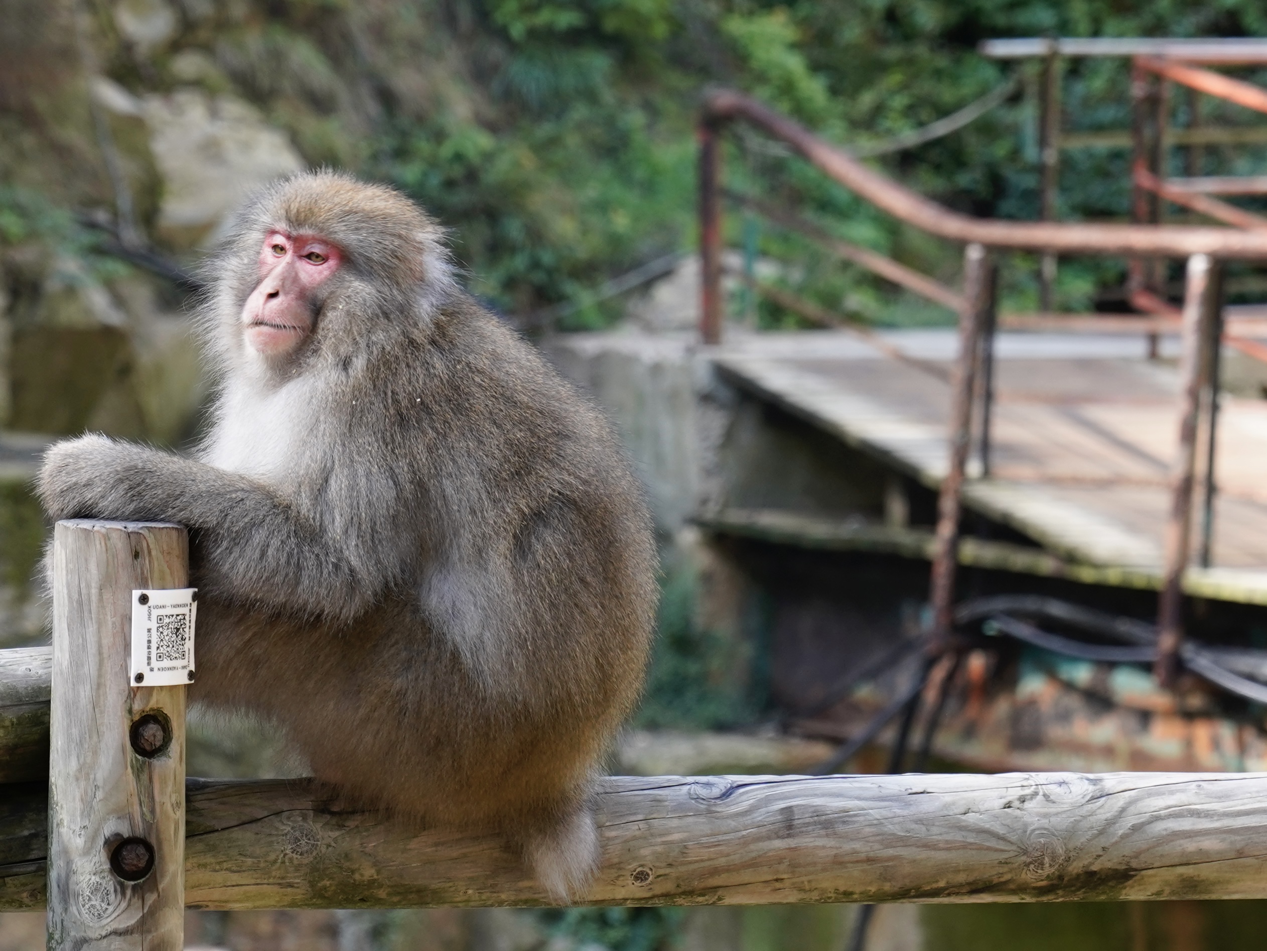 Im Reich der Schneeaffen