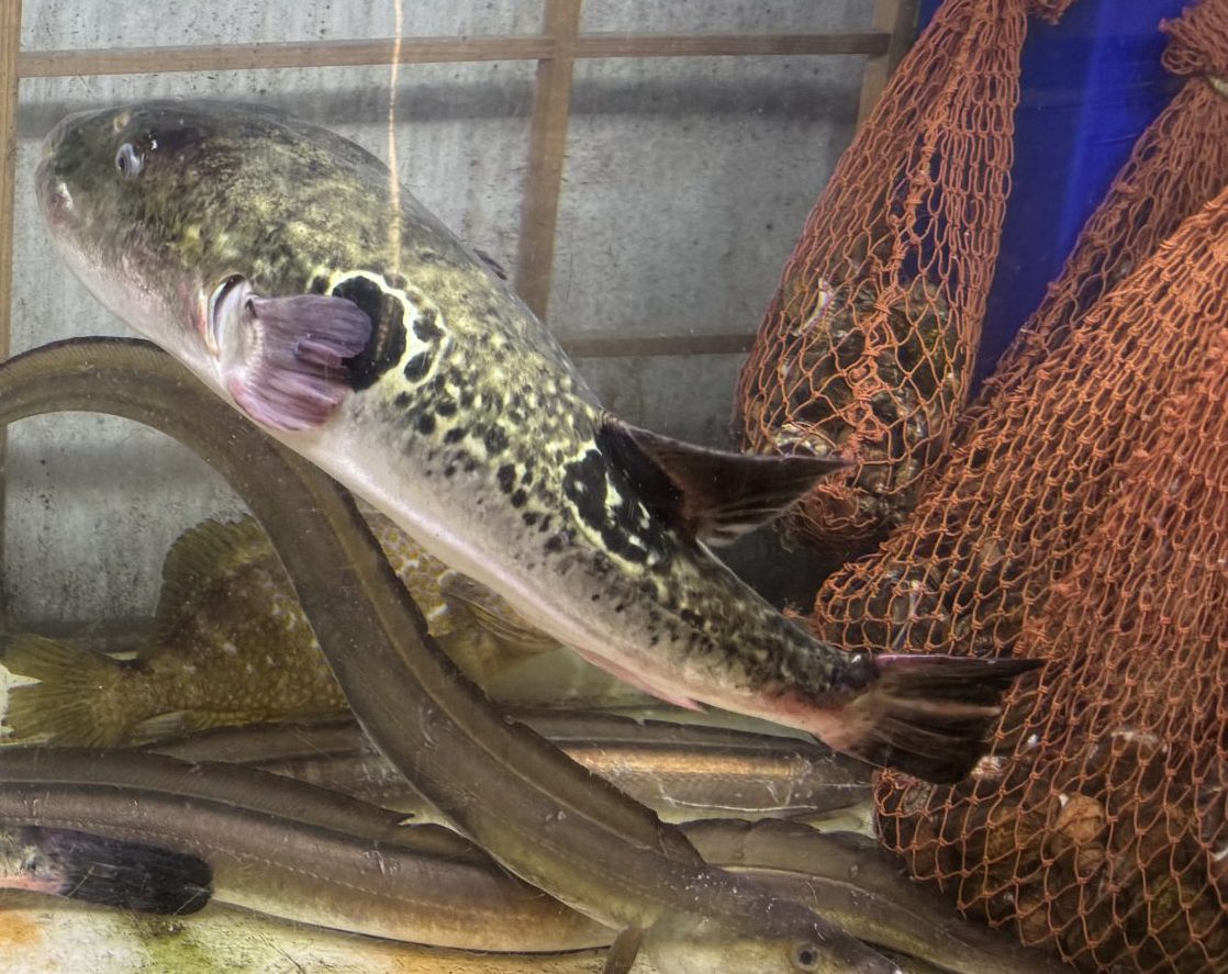 Ich geb mir den Kugel…